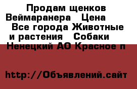 Продам щенков Веймаранера › Цена ­ 30 - Все города Животные и растения » Собаки   . Ненецкий АО,Красное п.